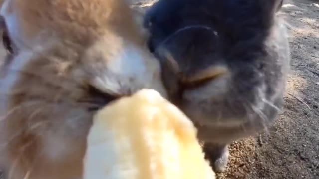 Even rabbits love banana - do you like bananas?