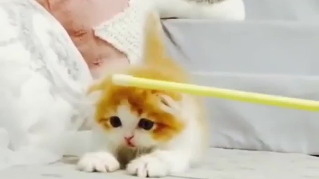 "Adorable Kitten Takes First Steps and Discovers the World"