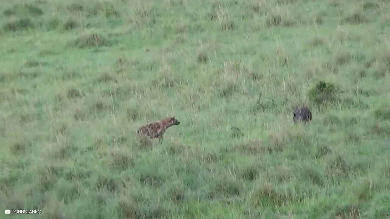 Most Epic Wild Boar Moments Caught On Camera