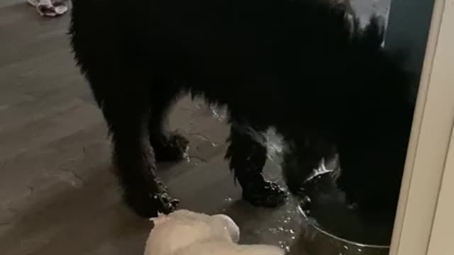 Sheepadoodle Puppy Paws at Water Bowl