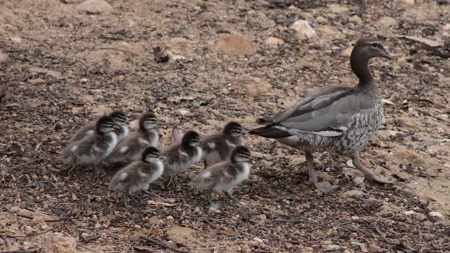 WA Nature Photography Toodyay Park