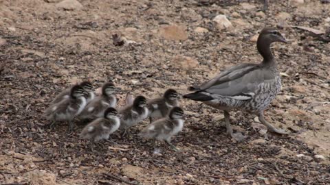 WA Nature Photography Toodyay Park