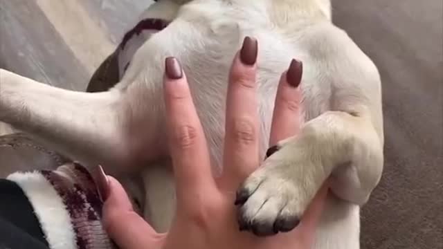 Funny Dog Compilation