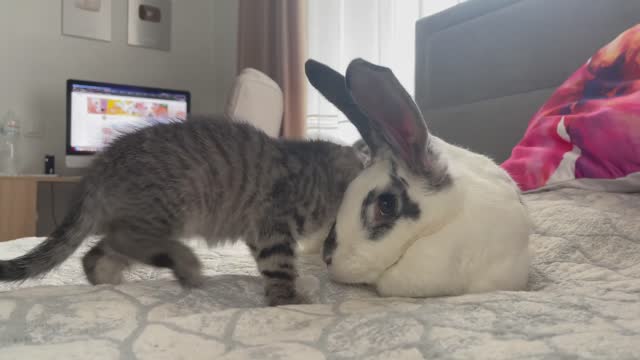 Baby Kitten wants to be friends with the Rabbit