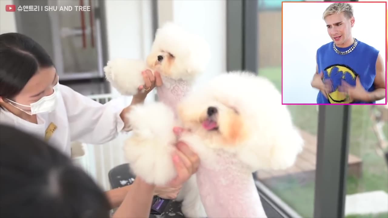 Hairdresser reacts to cute dog haircuts