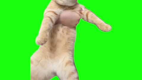 Ginger Cat Dancing | Green Screen