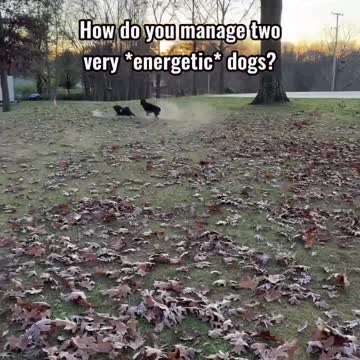 racecar shake and bake doggy