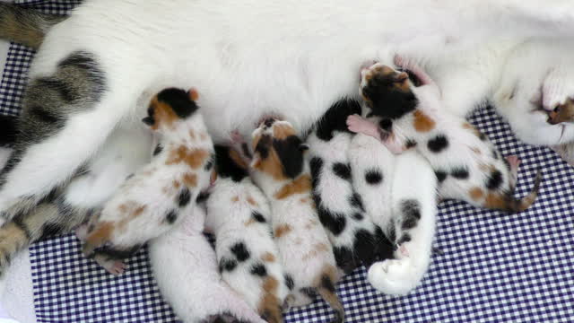 Mother Cat Feeding Her Baby Kitties waww