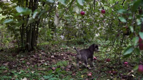 Pick red apples