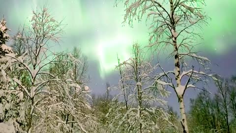 Auroras Boreales