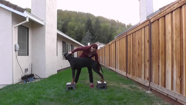 How to train your dog