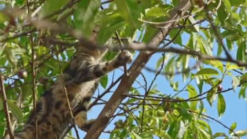 cute cat climbing a tree