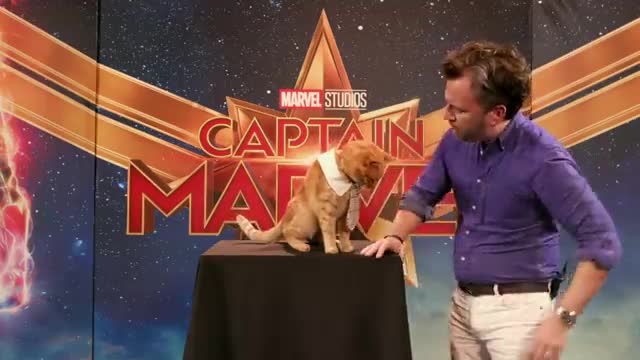 Goose the Cat gets ready for the Captain Marvel Red Carpet!_Cut