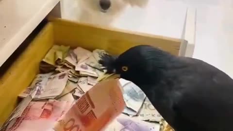 This bird was trained to bring money to her owner