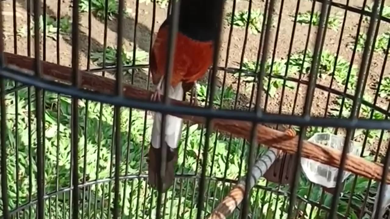 GACOR!! murai batu yang di caari2