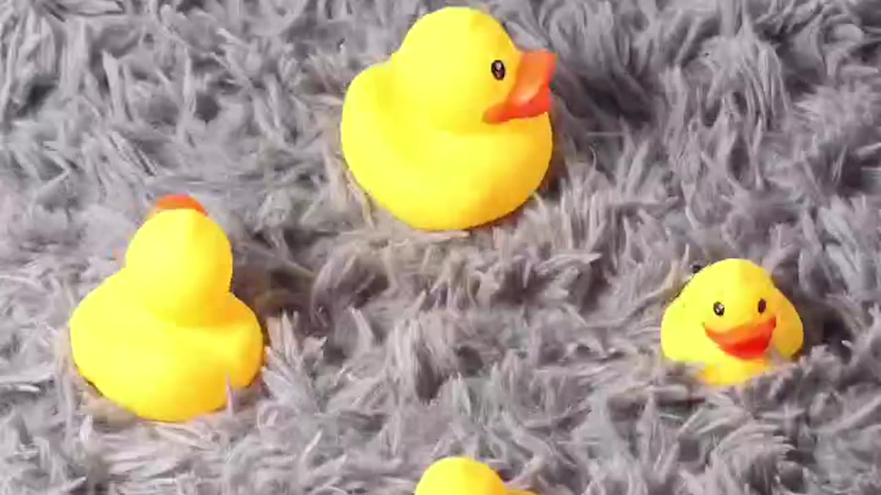 Swimming Duck