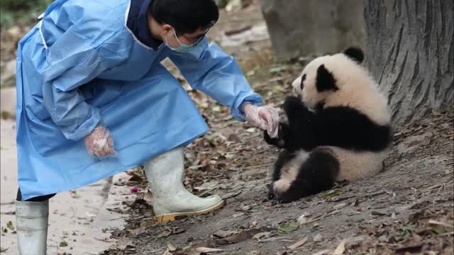 Spoiled panda waiting to be hugged by his nanny