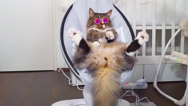 Cool cat