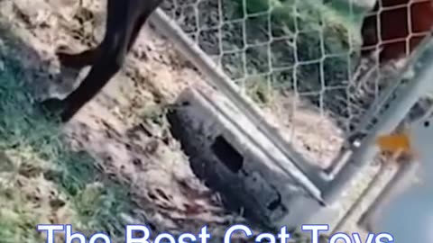 Funny cats