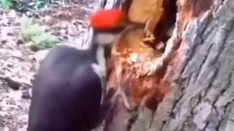 Animal funny 🐱🐶🐱🐭