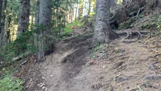 Oregon - Mount Hood - Climbing Up Steep Old Growth Forest