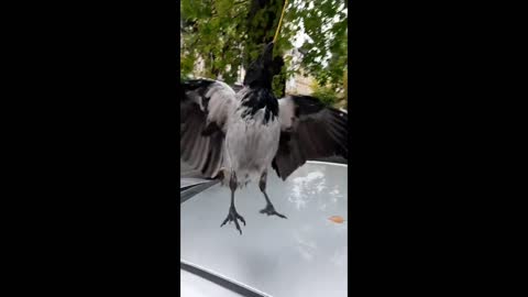 Pet Crows Shows Off Stick Trick