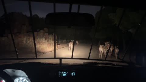zebras