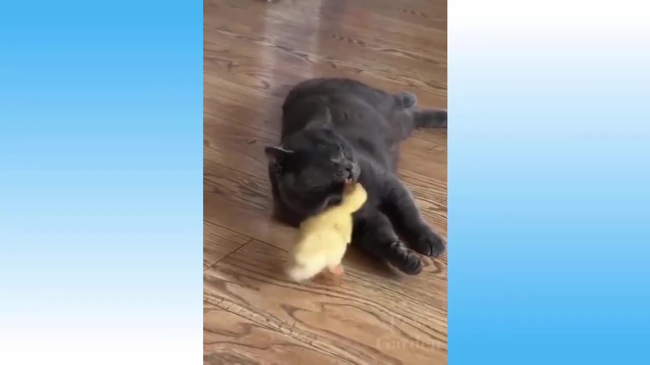Cute puppy and dogs funny videos on andyvide