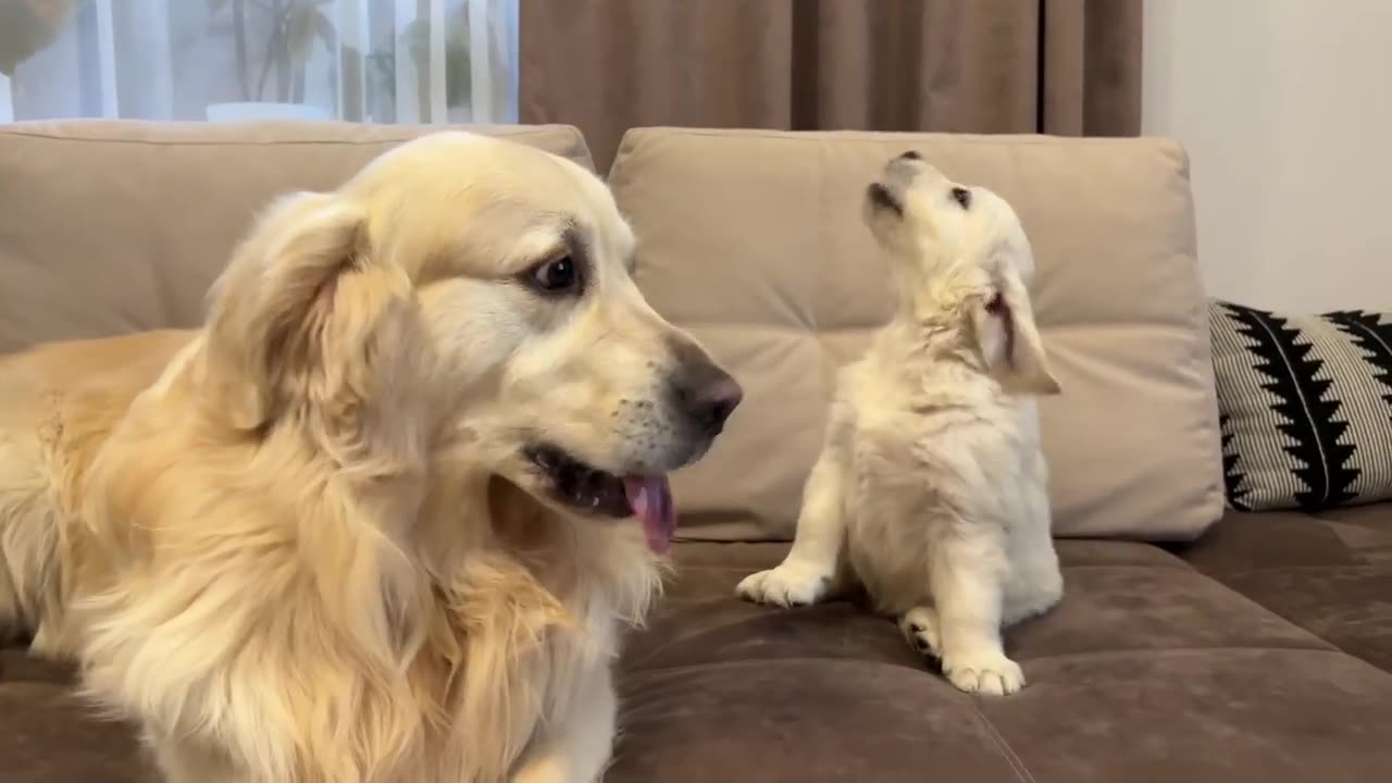 Golden Retriever Reacts to Golden Retriever Puppy