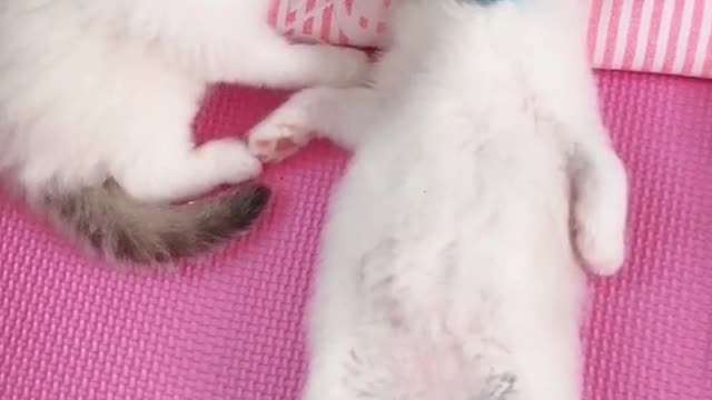 OMG So Cute Cats ♥ Best Funny Cat ❤️🐈Videos 2021 #shorts