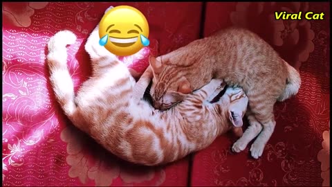 Funny cats