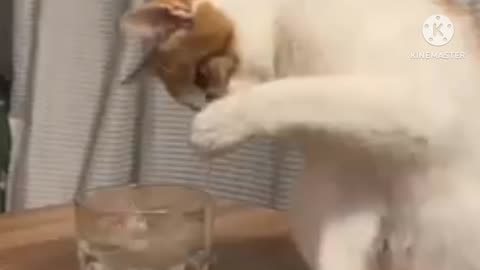 Funny video of cat and dogs