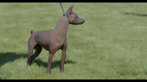 ALL ABOUT XOLOITZCUINTLI- THE MEXICAN HAIRLESS DOG