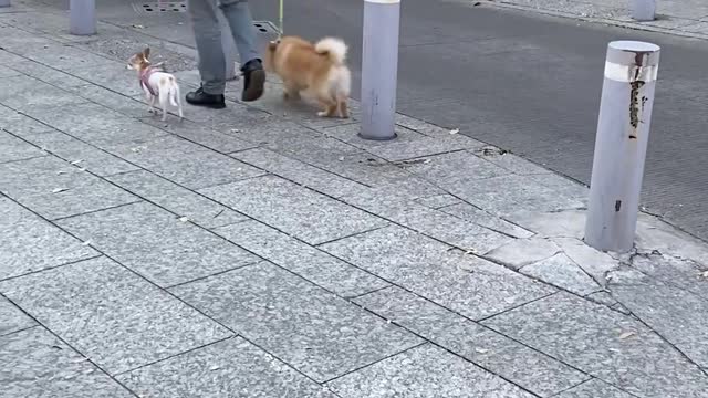 Playful Dog Jumps on Top of Every Barricade Pole