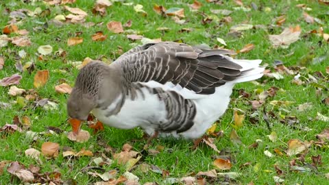 A large duck that grazes on grass