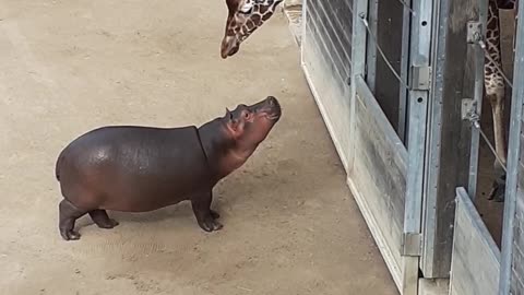 Giraffe And Hippo Share Adorably Sweet Moment Together