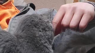 Kitten viciously attacks man's hand