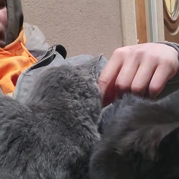 Kitten viciously attacks man's hand