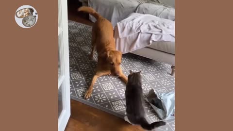 Cats vs Dogs fights