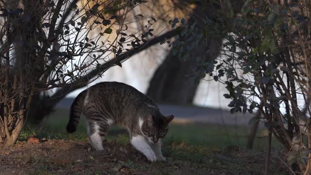 Cat Digging The Soil