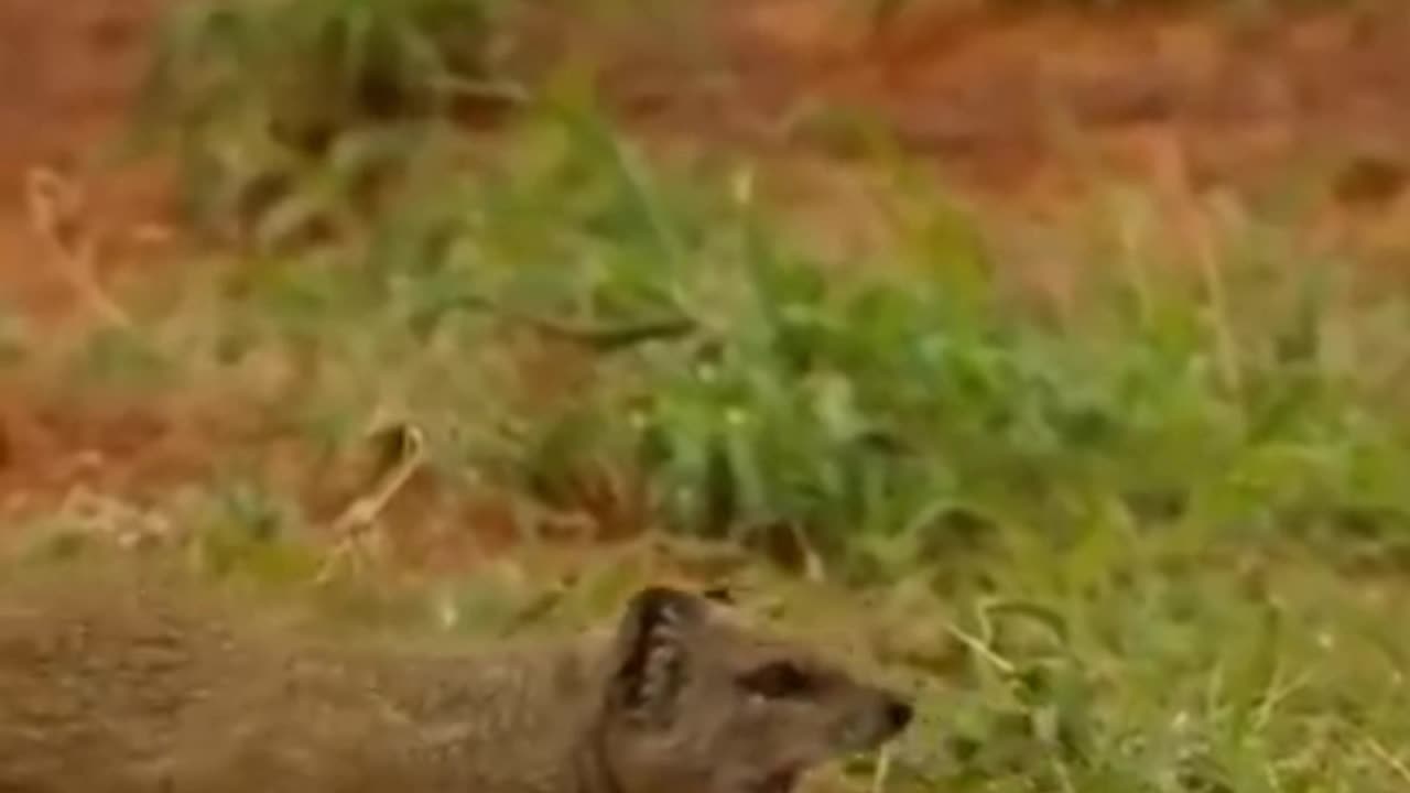 Mongoose vs Cobra, amazing fight