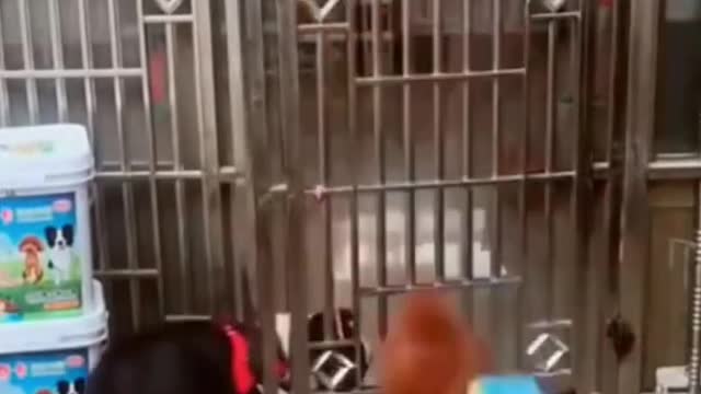 Funny Dog video