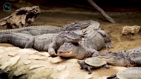 Crocodiles Have Looked Exactly the Same for 200 Million Years, Which Is Weird!