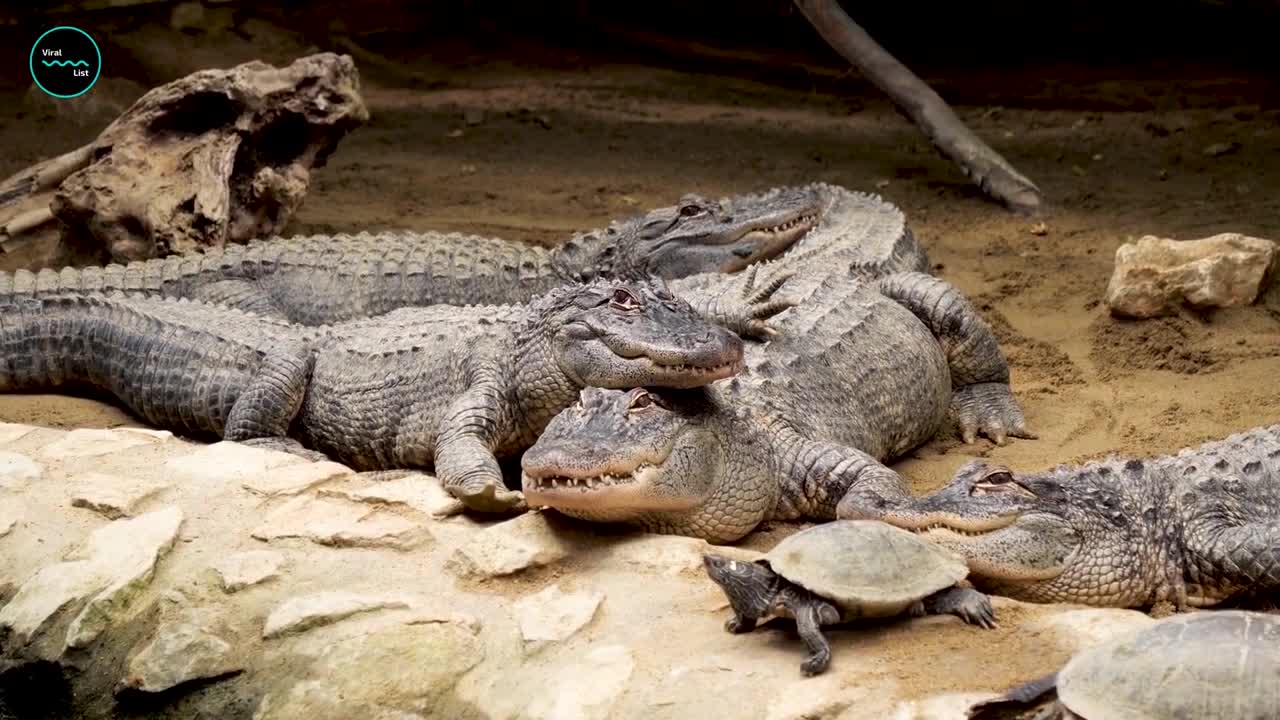 Crocodiles Have Looked Exactly the Same for 200 Million Years, Which Is Weird!