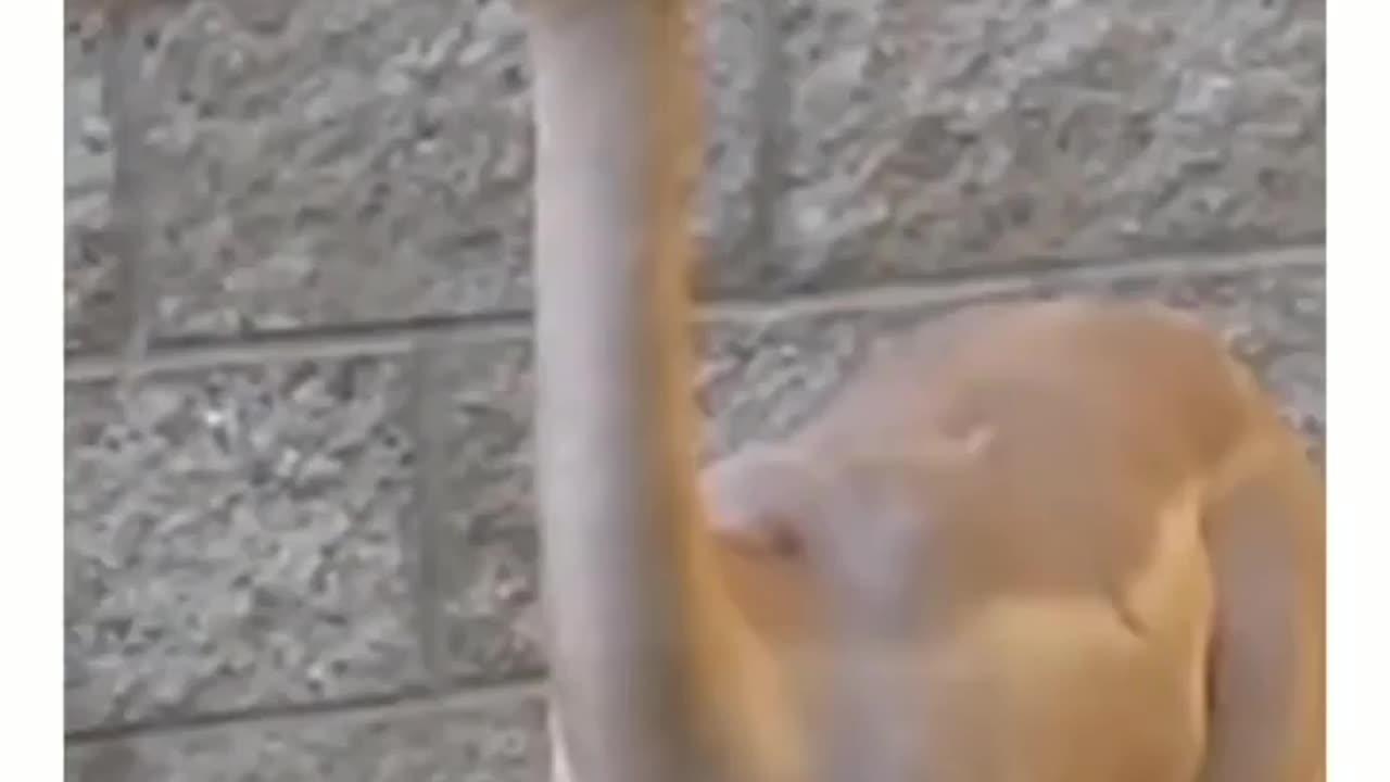 He had to dip it in the secret sauce