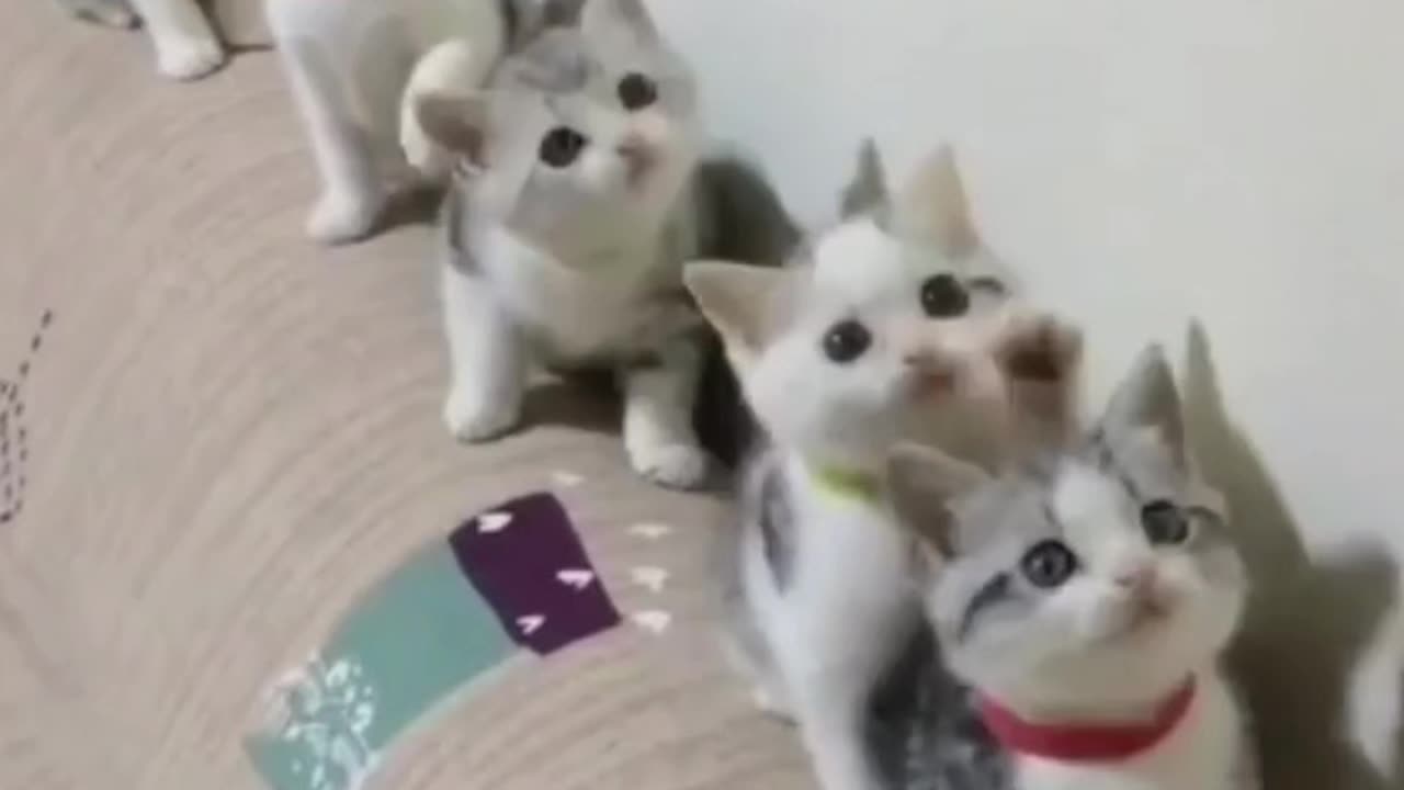 Cat 🐈 and you funny video joks cartoons 🤣