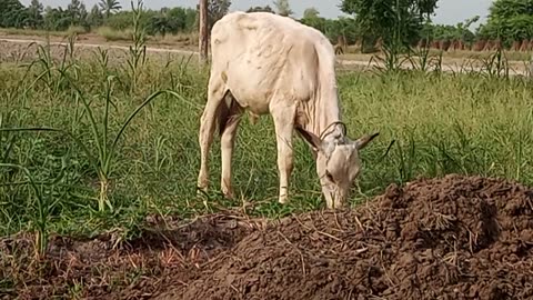 Viral cow beby vedio, funny beby,
