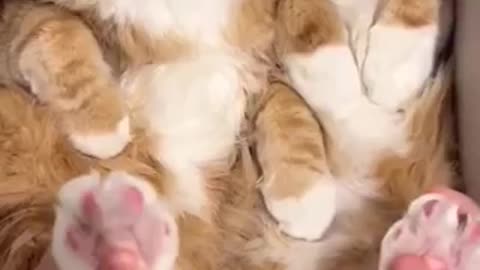 Cute cat 🐱 trending video