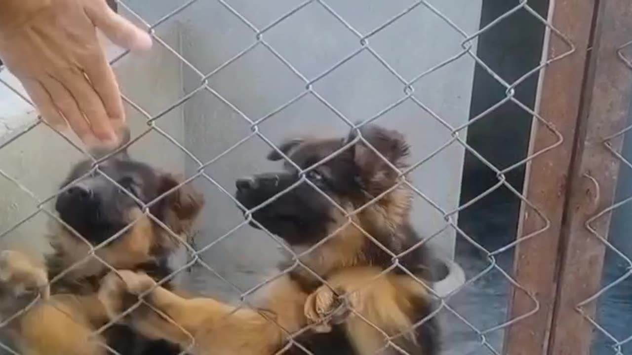 German Shepard Puppies Playing