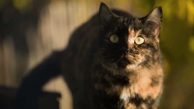 Cat at Sunlights on a fence